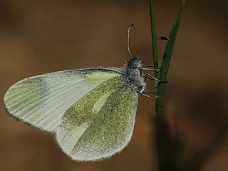 Doulu Narin Orman Beyaz (Leptidea duponcheli)