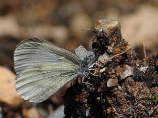 Doulu Narin Orman Beyaz (Leptidea duponcheli)
