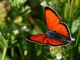 Ate Bakr Gzeli (Lycaena candens)