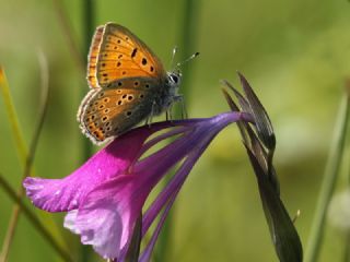 Ate Bakr Gzeli (Lycaena candens)