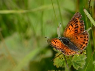 Ate� Bak�r G�zeli&nbsp;(Lycaena&nbsp;candens)