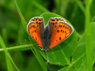 Ate Bakr Gzeli (Lycaena candens)