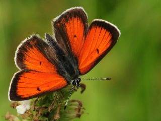 Ate Bakr Gzeli (Lycaena candens)