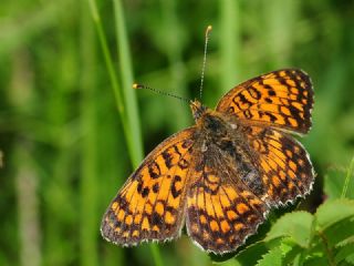 Trkistan parhan (Melitaea arduinna)
