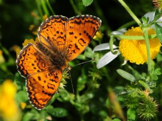 Trkistan parhan (Melitaea arduinna)