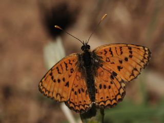 Trkistan parhan (Melitaea arduinna)