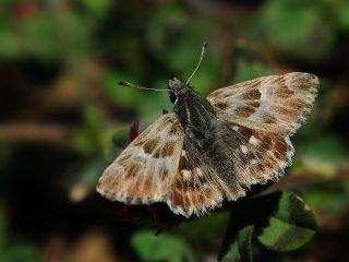 ark Zpzp (Carcharodus orientalis)