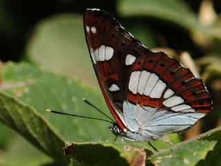 Akdeniz Hanmeli Kelebei (Limenitis reducta)