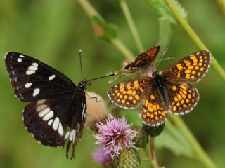 Akdeniz Hanmeli Kelebei (Limenitis reducta)