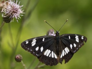 Akdeniz Hanmeli Kelebei (Limenitis reducta)