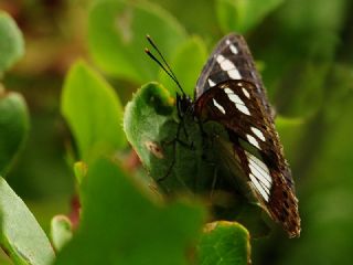 Akdeniz Hanmeli Kelebei (Limenitis reducta)