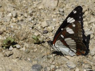 Akdeniz Hanmeli Kelebei (Limenitis reducta)