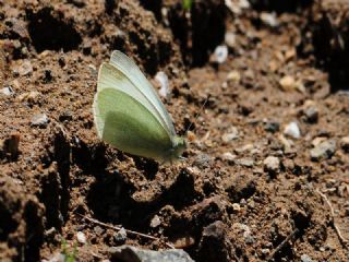 Da Beyazmelei (Pieris ergane)