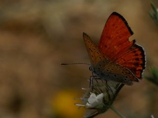 Kk Ate Gzeli (Lycaena thersamon)