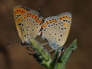 Kk Ate Gzeli (Lycaena thersamon)