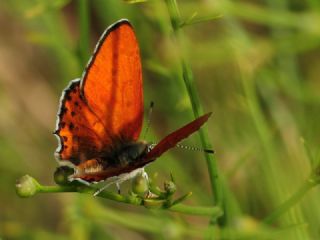 Kk Ate Gzeli (Lycaena thersamon)