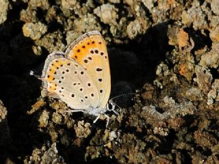 Kk Ate Gzeli (Lycaena thersamon)