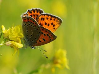 Kk Ate Gzeli (Lycaena thersamon)