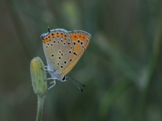 Kk Ate Gzeli (Lycaena thersamon)