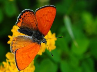 Kk Ate Gzeli (Lycaena thersamon)