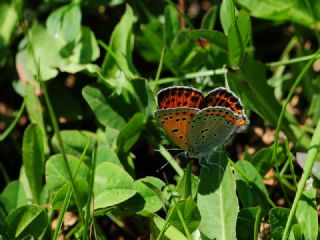 K���k Ate� G�zeli&nbsp;(Lycaena&nbsp;thersamon)