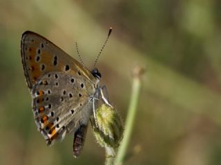 Kk Ate Gzeli (Lycaena thersamon)