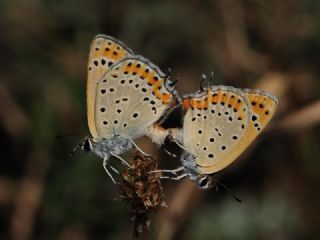 Kk Ate Gzeli (Lycaena thersamon)