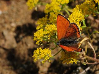 K���k Ate� G�zeli&nbsp;(Lycaena&nbsp;thersamon)