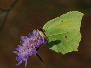 Orakkanat (Gonepteryx rhamni)