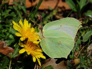 Orakkanat (Gonepteryx rhamni)