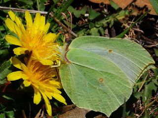 Orakkanat&nbsp;(Gonepteryx&nbsp;rhamni)