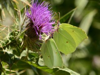 Orakkanat&nbsp;(Gonepteryx&nbsp;rhamni)