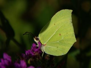 Orakkanat (Gonepteryx rhamni)
