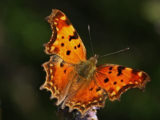 Anadolu Y�rt�kp�rt���&nbsp;(Inachis&nbsp;egea)