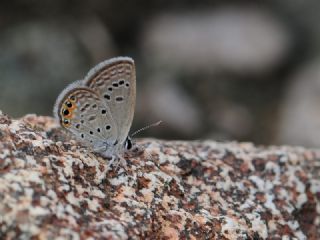 Mcevher Kelebei (Chilades trochylus)