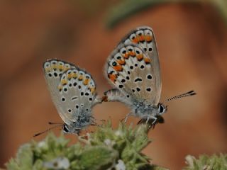 Doulu Esmergz (Plebejus carmon)