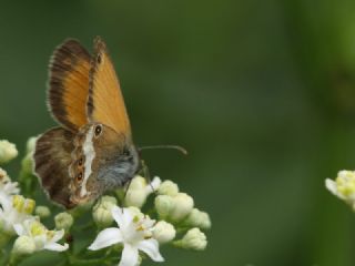 Funda Z�pz�p Perisi&nbsp;(Coenonympha&nbsp;arcania)