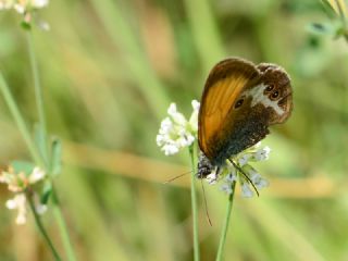 Funda Z�pz�p Perisi&nbsp;(Coenonympha&nbsp;arcania)