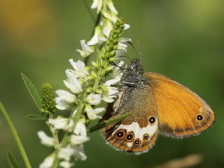 Funda Zpzp Perisi (Coenonympha arcania)