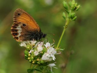 Funda Zpzp Perisi (Coenonympha arcania)