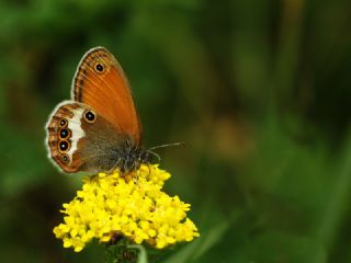 Funda Zpzp Perisi (Coenonympha arcania)