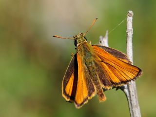 Sar Antenli Zpzp (Thymelicus sylvestris)