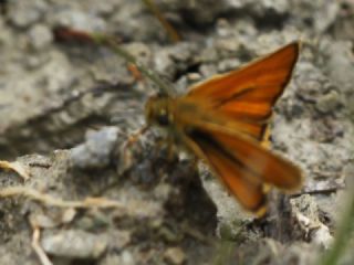 Sar� Antenli Z�pz�p&nbsp;(Thymelicus&nbsp;sylvestris)