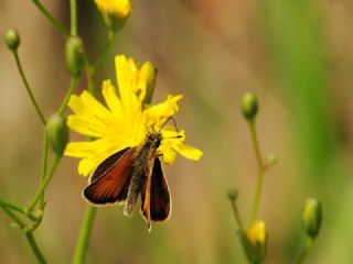 Sar� Antenli Z�pz�p&nbsp;(Thymelicus&nbsp;sylvestris)