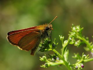 Sar Antenli Zpzp (Thymelicus sylvestris)