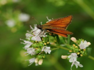 Sar Antenli Zpzp (Thymelicus sylvestris)