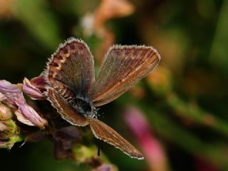 das Mavisi, Esmergz (Plebejus idas)