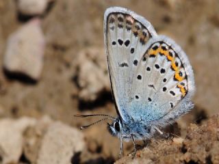 �das Mavisi, Esmerg�z&nbsp;(Plebejus&nbsp;idas)