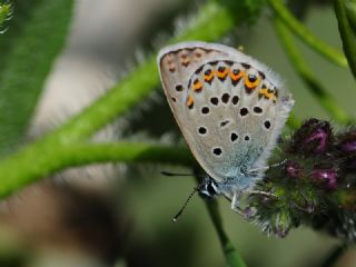 das Mavisi, Esmergz (Plebejus idas)