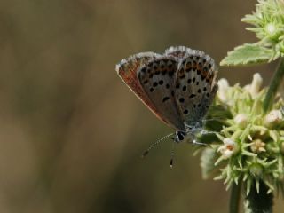 das Mavisi, Esmergz (Plebejus idas)